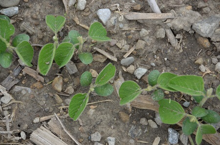 Dicamba-soybeans