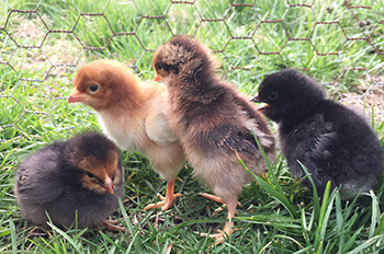 Chicks_County Ag Program Grants