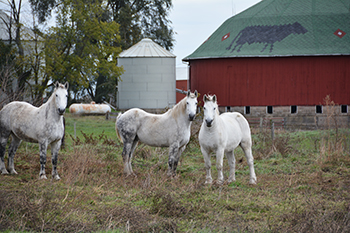 Calloway Barn_Percheron Horses
