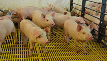 Issues Study_ConfinedFeeding_Pigs