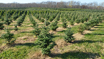 Christmas Trees_Farm