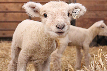 lambs_farm bill