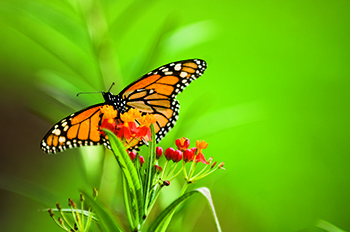 Monarch Butterfly_Farmers For Monarchs