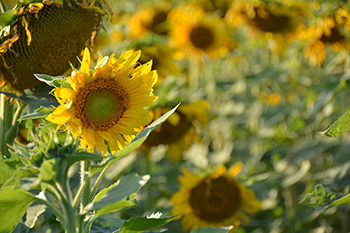 Sunflowers_farm bill