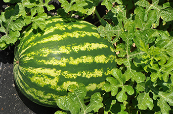 Watermelon_farm bill